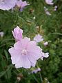 Malva moschata