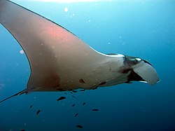 Djöflaskata (Manta birostris)