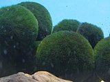 Lake Akan's seaweed cones (marimo) are a Special Natural Monument.