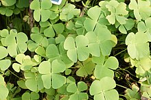 Marsilea minuta