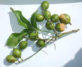 Fruto de Melicoccus bijugatus