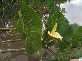 Montrichardia linifera na Reserva Mamirauá, no Amazonas, no Brasil