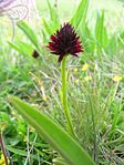 Nigritella nigra ssp. rhellicani (Tepper&E.Klein) H.Baumann