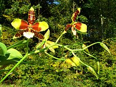 Flowers of Rossioglossum grande