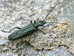 Oedemera (Oedemera) virescens