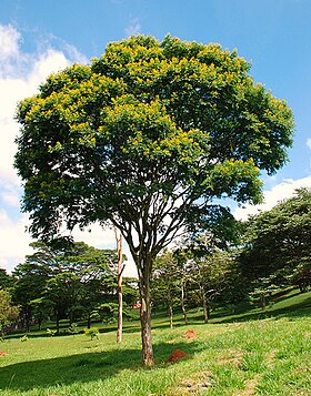 A Caesalpinia ferrea se chama agora Libidibia ferrea