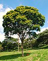 Pau-ferro jovem em parque da Zona Leste de São Paulo, apresentando rara visibilidade das flores