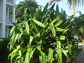 Pandanus veitchii