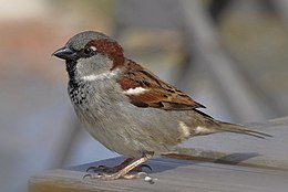 Горобець хатній (Passer domesticus)