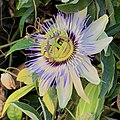 Passiflora caerulea flower