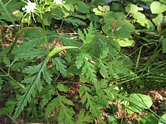 葉は2回羽状複葉で多裂し、小葉や裂片は鋭く切れ込む。表面は光沢があり、葉柄は鞘状に広がり、茎を抱く。