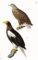 Steller's sea eagle by Kittlitz