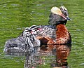 Horned Grebe