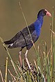 Pukeko