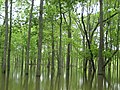 Inundated hardwood forest along the Cache River