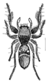 Rhombonotus gracilis (drawn by L. Koch, 1877)