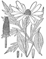 Rudbeckia laciniata