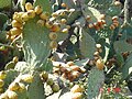 Many Sabra Cactus plants are now grown currently in this location