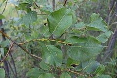 Description de l'image Salix pyrolifolia 90267099.jpg.