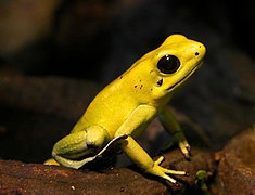 Vue complète de Phyllobates terribilis