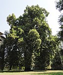 Sommer-Linde im Schlossgarten Welzenegg