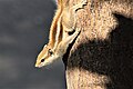 Ardilla en árbol de mango