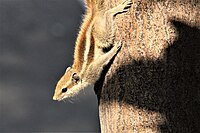 Squirrel on mango tree