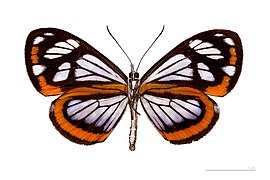 Museum specimen ♂ △ - Ventral side