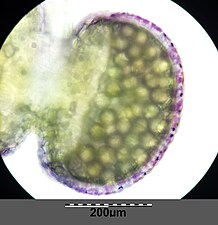 Ståndarecell med pollen Skalstaven är 0,2 mm lång