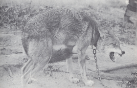 A captive red wolf from Oklahoma (1944)