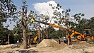 Transplanting / Tree transplantation in Kerala