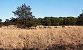 entre Vaassen et Elspeet, l'arbre parmi l'herbe sèche