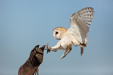 Barn owl falconry