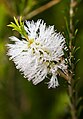 5 - Purple or White flowers. Bushy, 1.5-2.0m diameter and 2-3m high (a number of them at Gould's Lagoon, but don't think its a tas native).