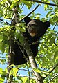 A bear cub climbing in a tree