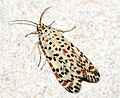 Utetheisa pulchelloides