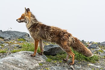 Raposa-vermelha (Vulpes vulpes) no Etschlsattel (2 546 metros) perto de Mallnitz, Parque Nacional dos Alpes Tauern, Caríntia, Áustria (definição 6 000 × 4 000)