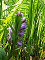 Wilde Orchideen im Waldgebiet Nordhastedt-Westerwohld (Geflecktes Knabenkraut (Dactylorhiza maculata), auch Flecken-Fingerwurz, aus der Familie der Orchideen (Orchidaceae))