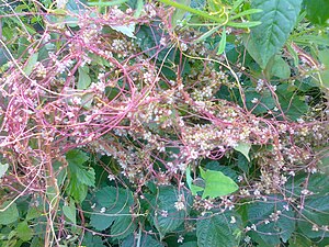 Cuscuta gronovii en fleurs.