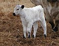 This new-born calf has been licked clean by its mother. White Park Cattle have black noses and ears. They are a rare breed.