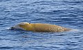 Ziphius cavirostris Cuvier's beaked whale