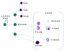 一张展示干细胞和成熟白血球關係的卡通图。一种干细胞可以分化出八种不同的白血球