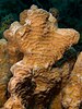 Lettuce coral, Agaricia agaricites