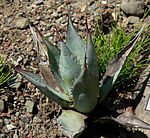 Agave sebastiana