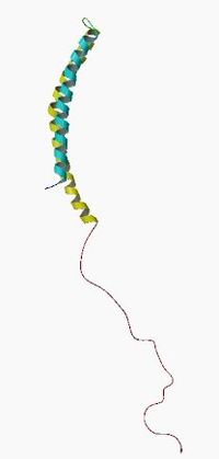 Image illustrative de l’article Alpha-synucléine