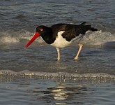 American oystercatcher (Haematopus palliatus)