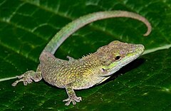 Description de l'image Anolis heterodermus01.jpeg.