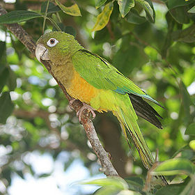 Aratinga cactorum no Brasil