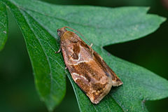 Moth, side view