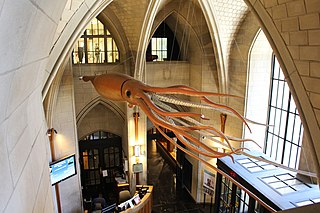 #30 (25/11?/1873) Model at the Peabody Museum of Natural History, partly based on the Logy Bay specimen. It was built in 1966 to replace the museum's original giant squid model, which was made by J. H. Emerton under the direction of A. E. Verrill in 1883 and was the world's first.[79]